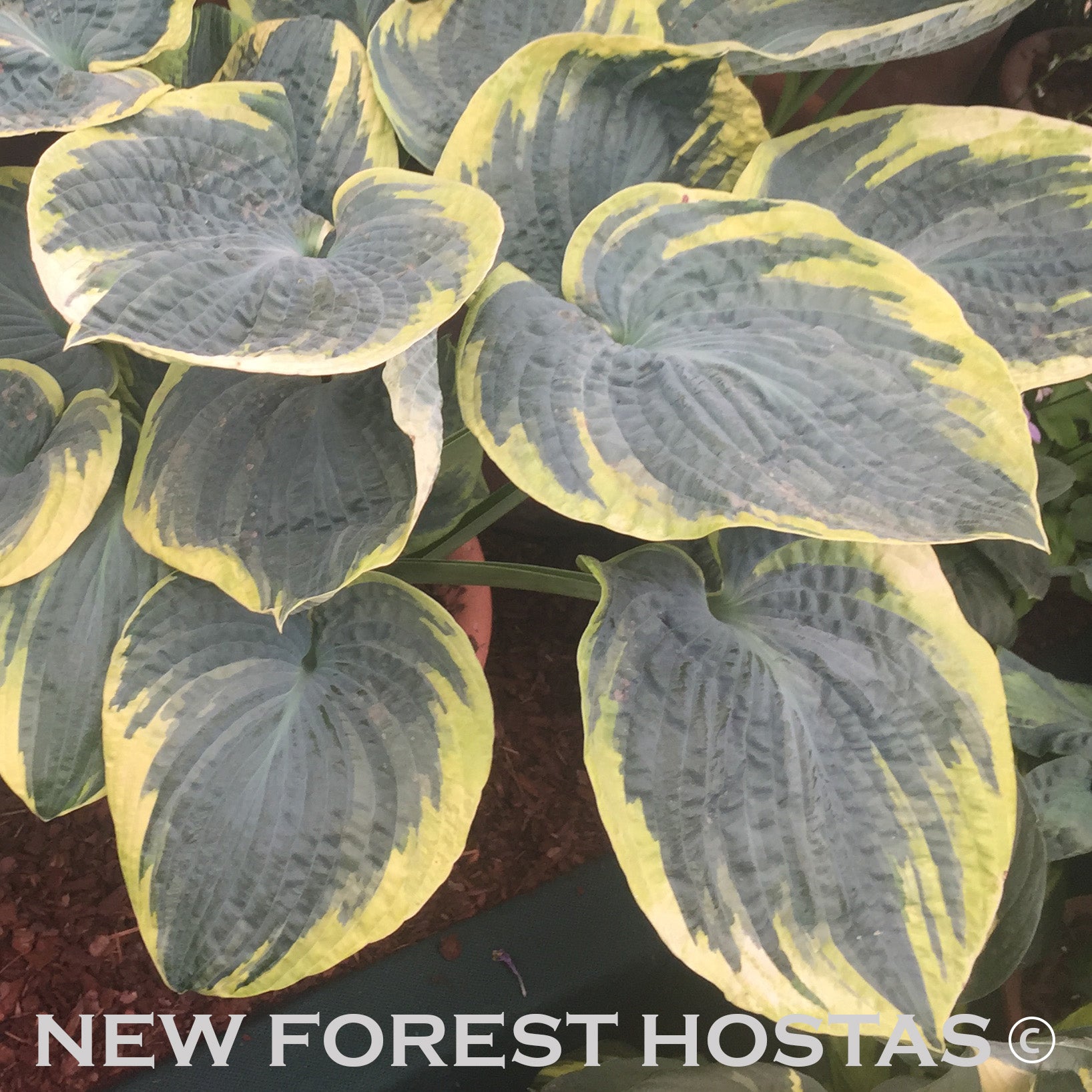 Hosta 'Sugar Daddy' - New Forest Hostas & Hemerocallis