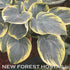 Hosta 'Sugar Daddy' - New Forest Hostas & Hemerocallis