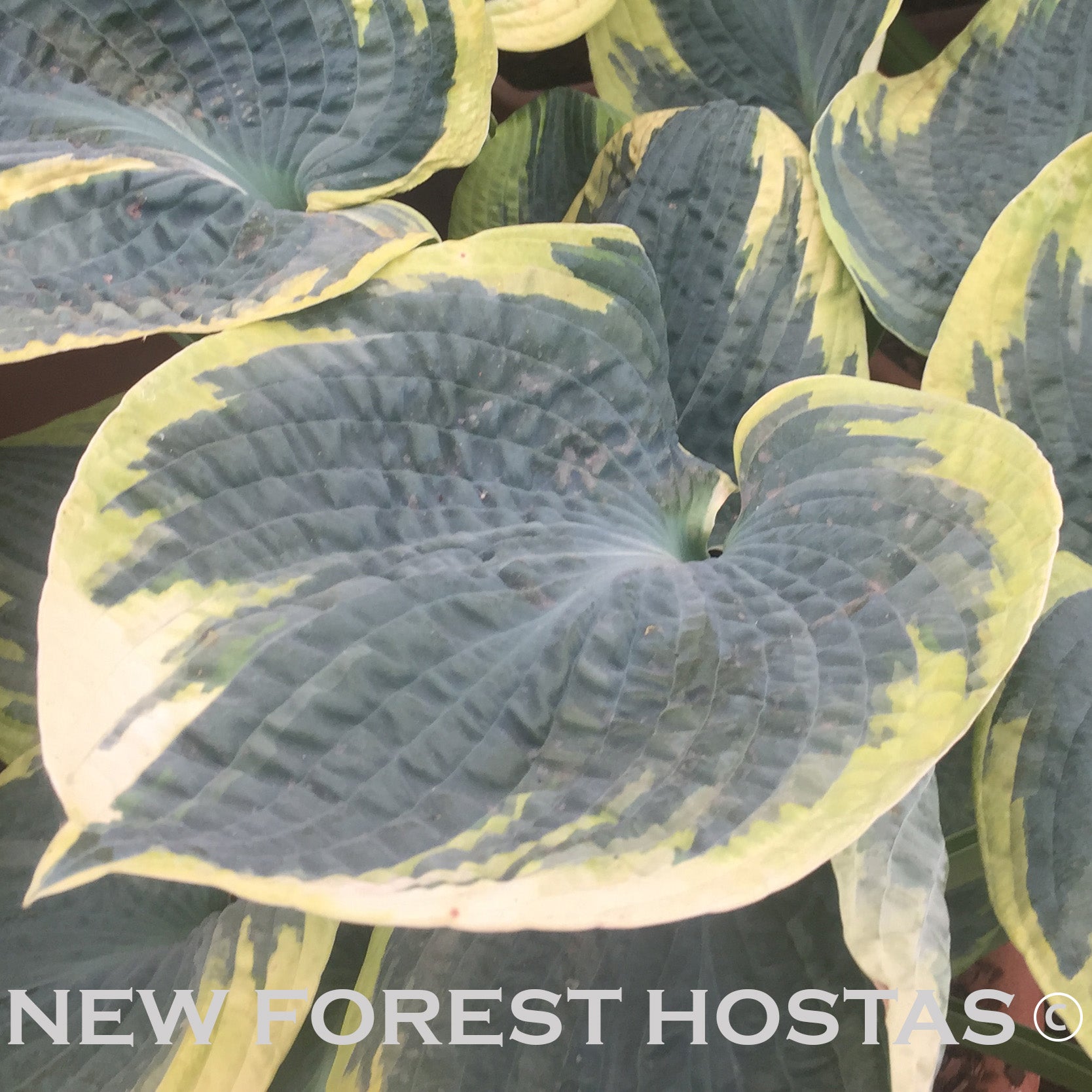 Hosta 'Sugar Daddy' - New Forest Hostas & Hemerocallis