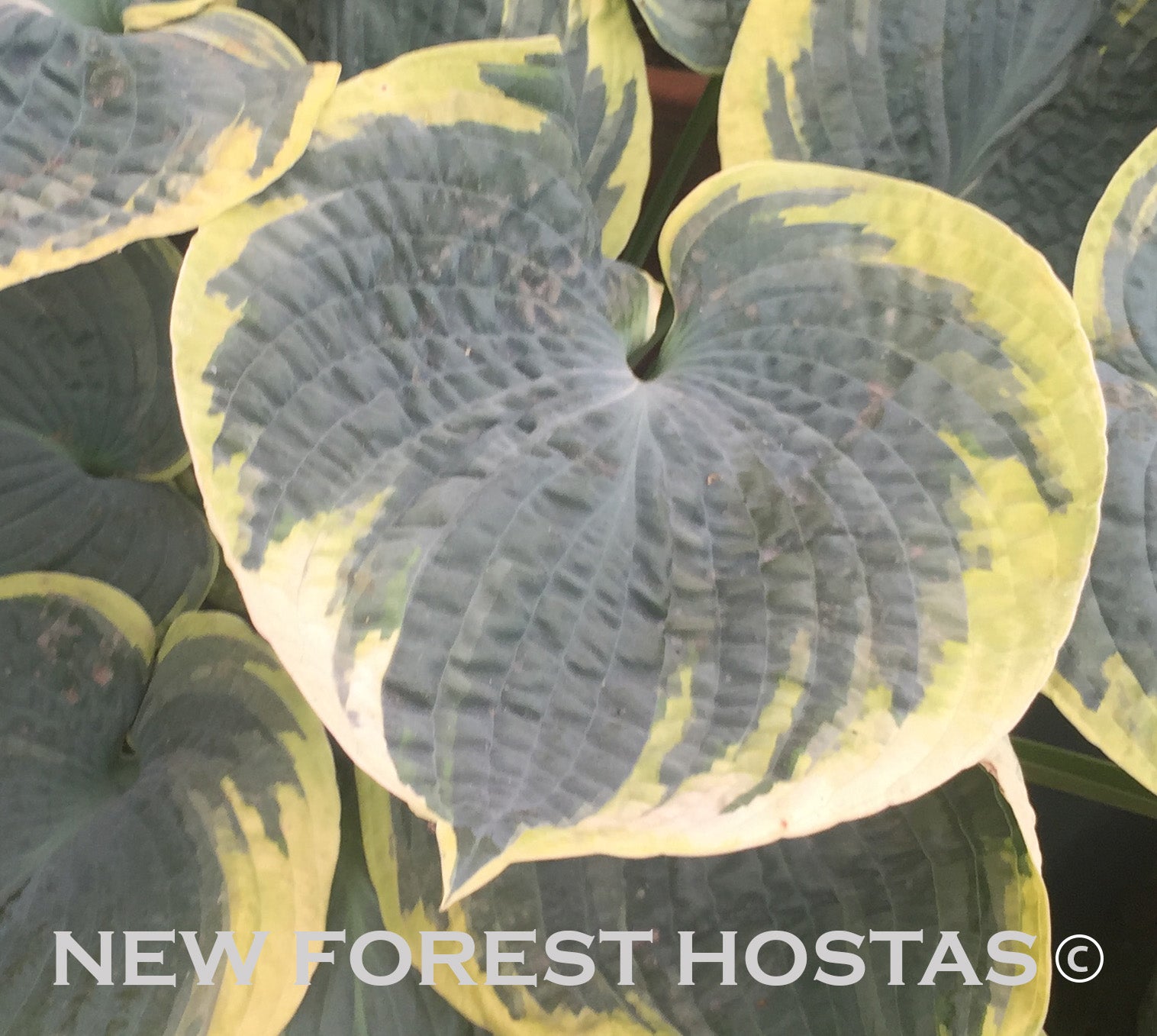 Hosta 'Sugar Daddy' - New Forest Hostas & Hemerocallis