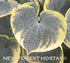 Hosta 'Sugar Daddy' - New Forest Hostas & Hemerocallis