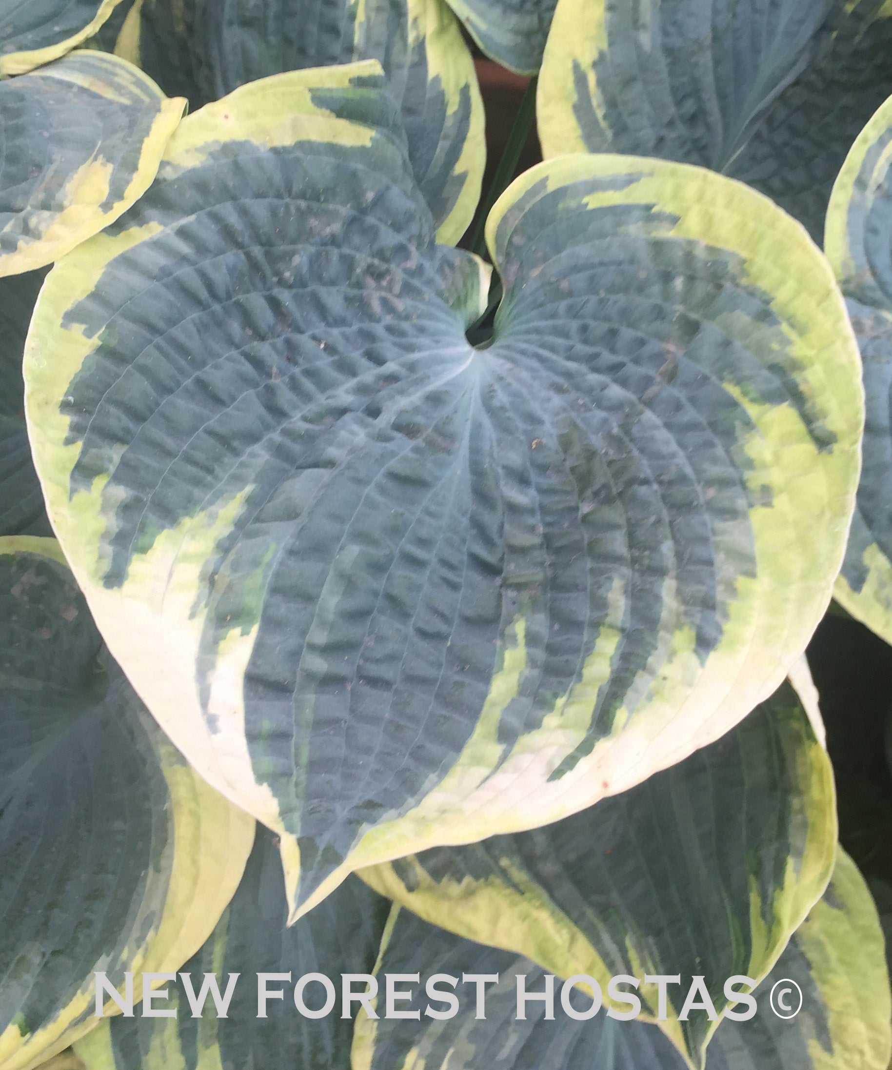 Hosta 'Sugar Daddy' - New Forest Hostas & Hemerocallis