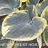 Hosta 'Sugar Daddy' - New Forest Hostas & Hemerocallis