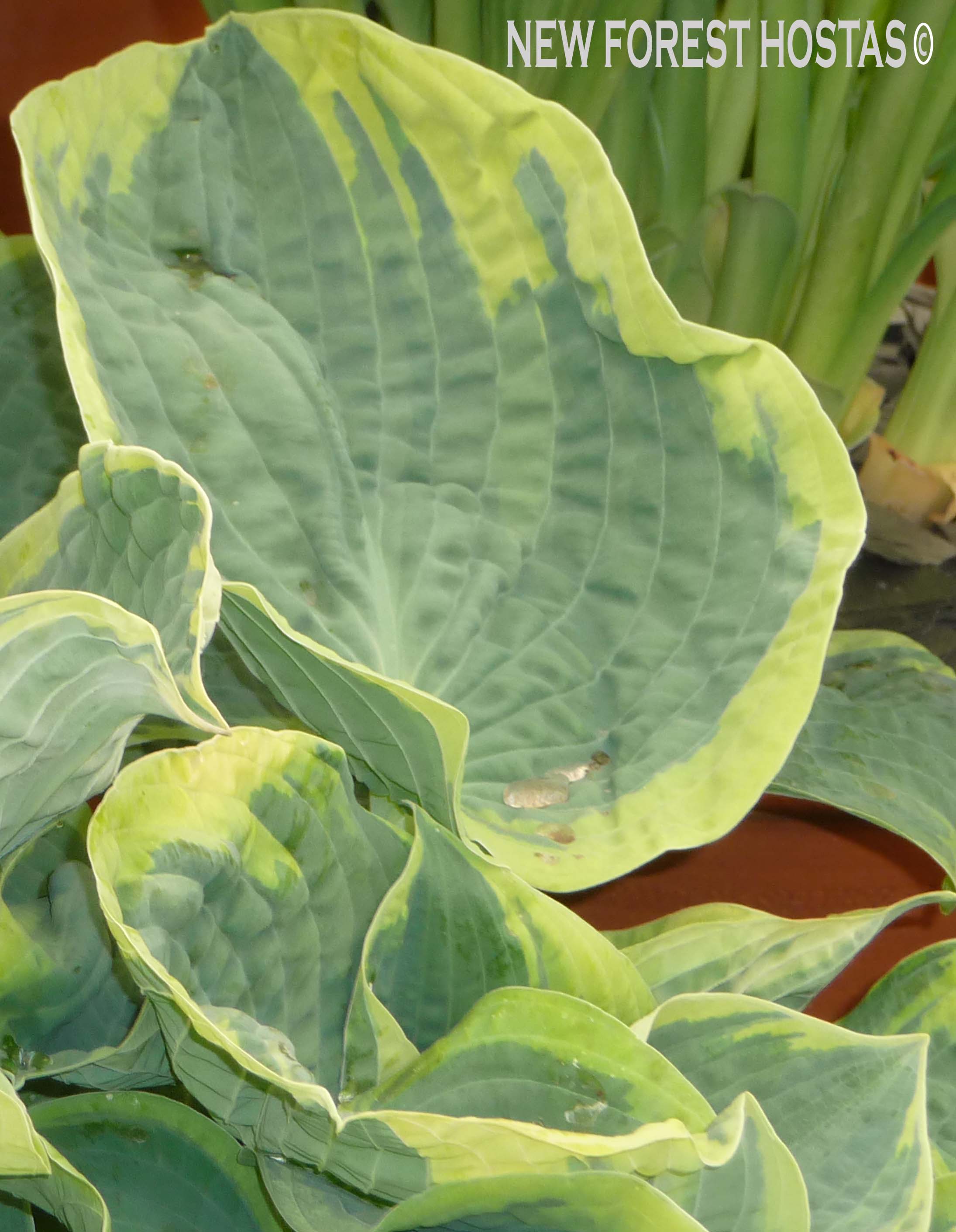 Hosta 'Sugar Daddy' - New Forest Hostas & Hemerocallis