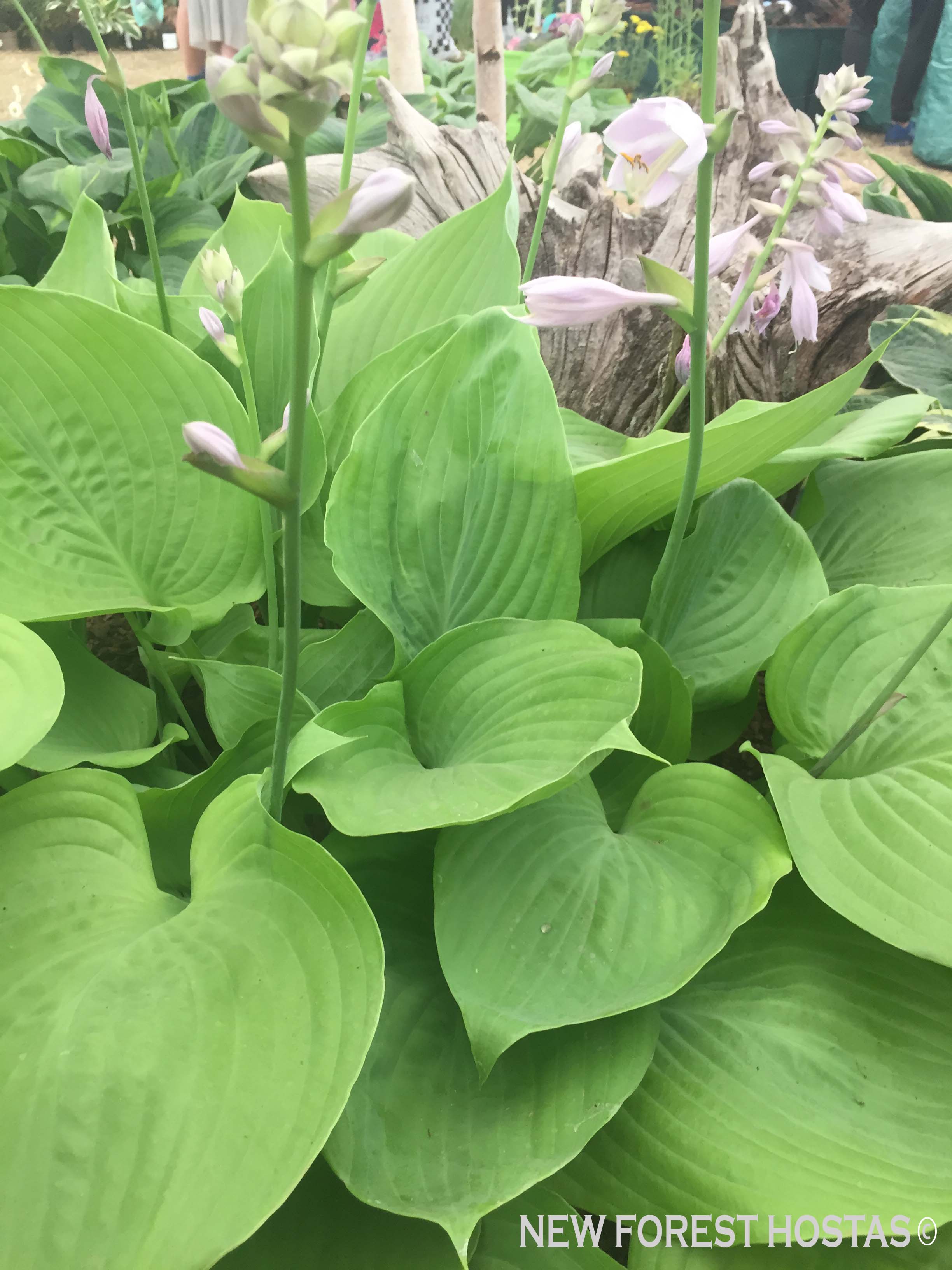 Hosta 'Sum & Substance' - New Forest Hostas & Hemerocallis