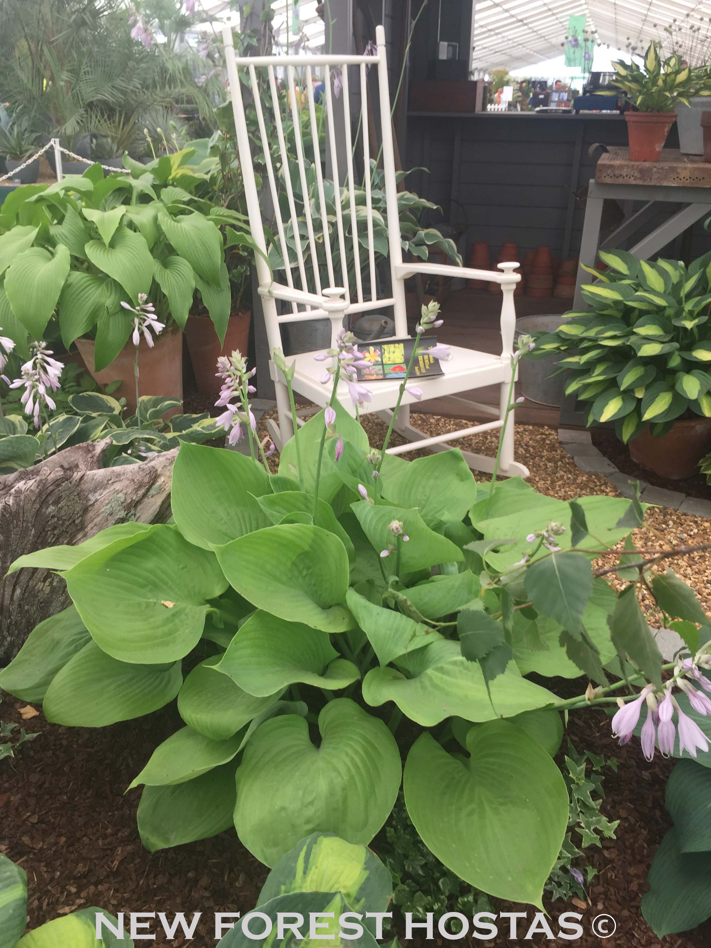 Hosta 'Sum & Substance' - New Forest Hostas & Hemerocallis
