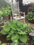 Hosta 'Sum & Substance' - New Forest Hostas & Hemerocallis