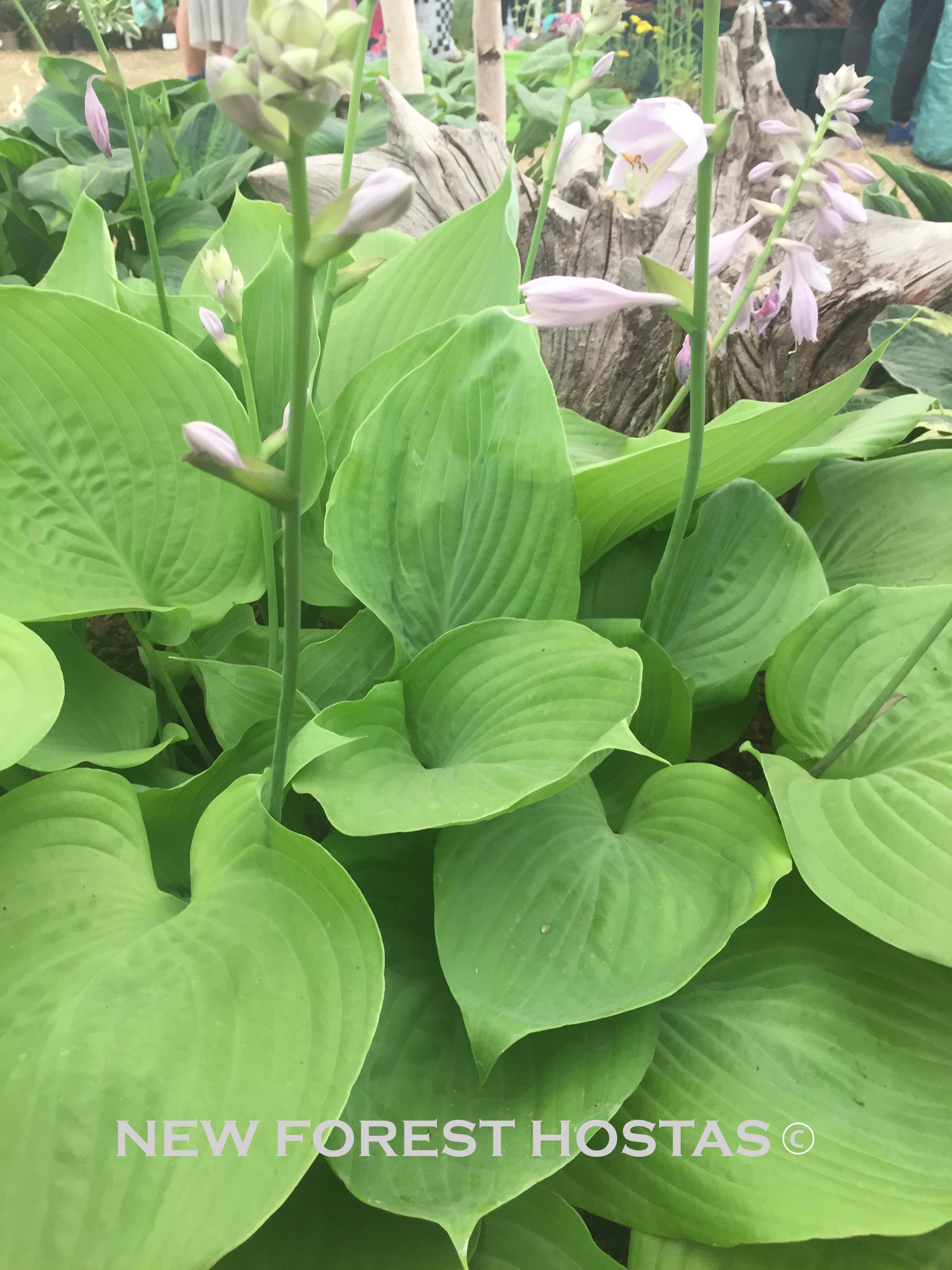 Hosta 'Sum & Substance' - New Forest Hostas & Hemerocallis