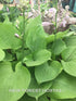 Hosta 'Sum & Substance' - New Forest Hostas & Hemerocallis