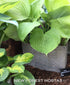 Hosta 'Sum & Substance' - New Forest Hostas & Hemerocallis