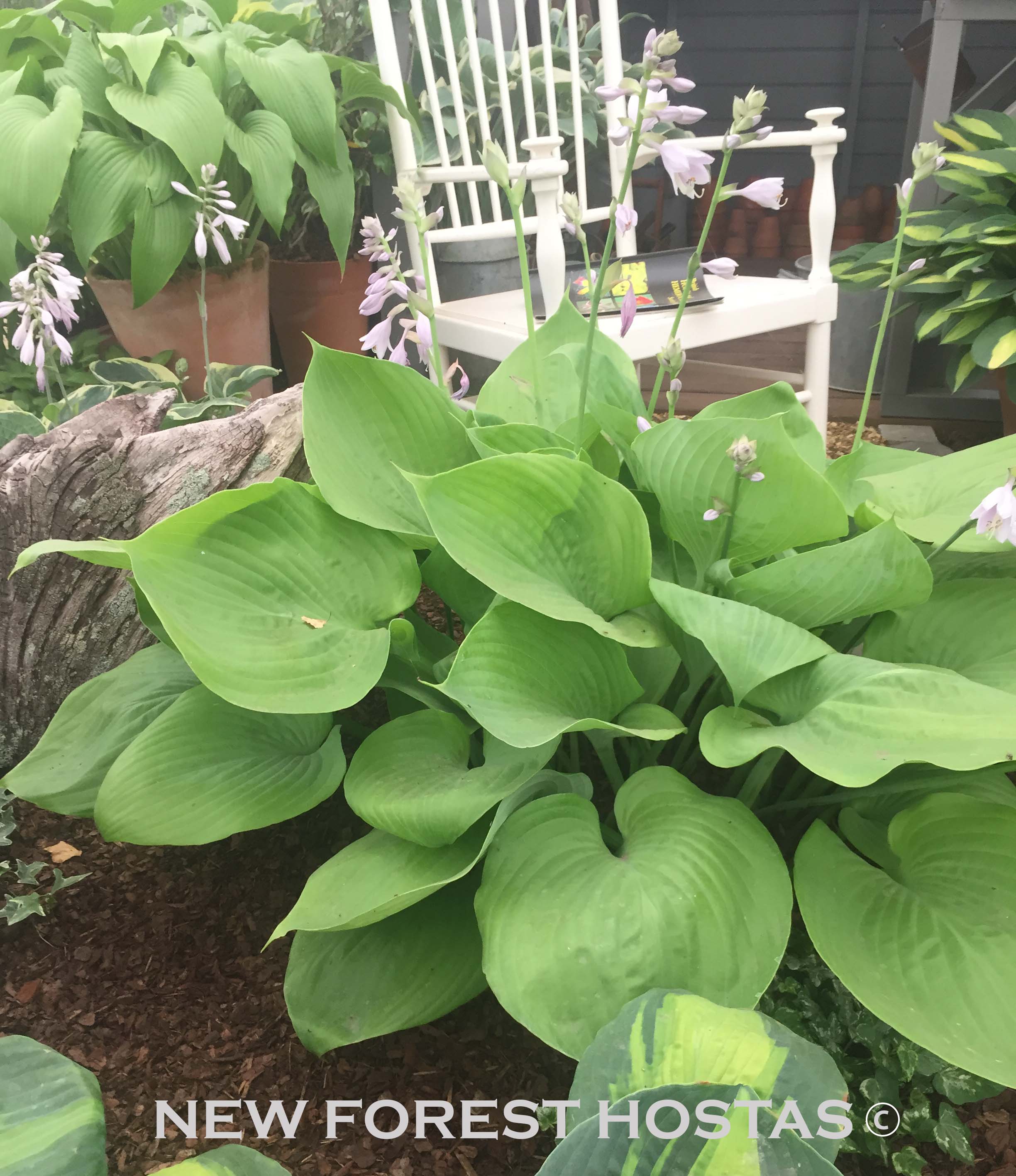 Hosta 'Sum & Substance' - New Forest Hostas & Hemerocallis