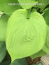Hosta 'Sum & Substance' - New Forest Hostas & Hemerocallis