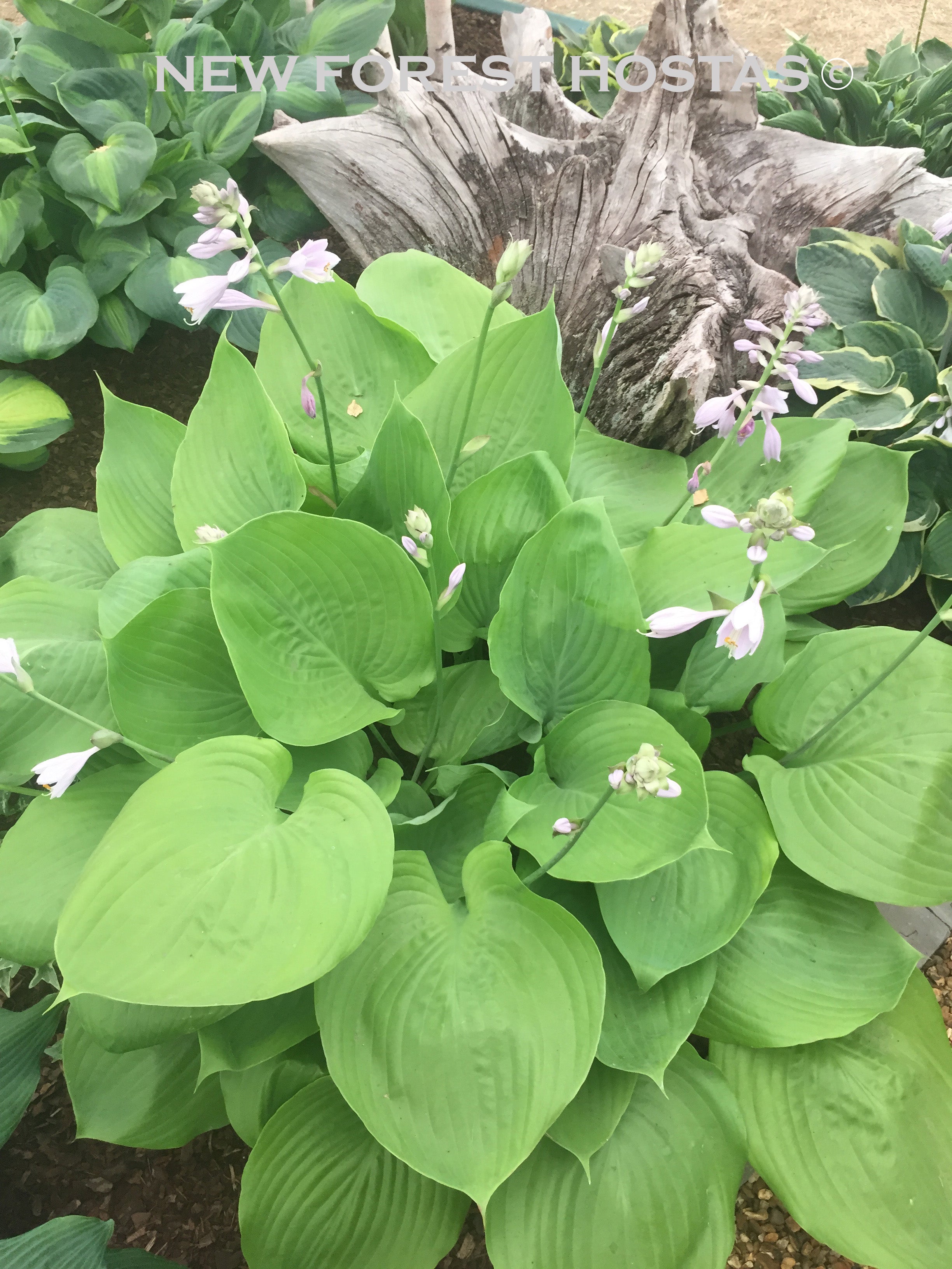 Hosta 'Sum & Substance' - New Forest Hostas & Hemerocallis