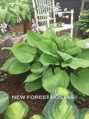 Hosta 'Sum & Substance' - Larger Specimen - New Forest Hostas & Hemerocallis