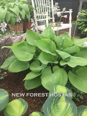 Hosta 'Sum & Substance' - New Forest Hostas & Hemerocallis