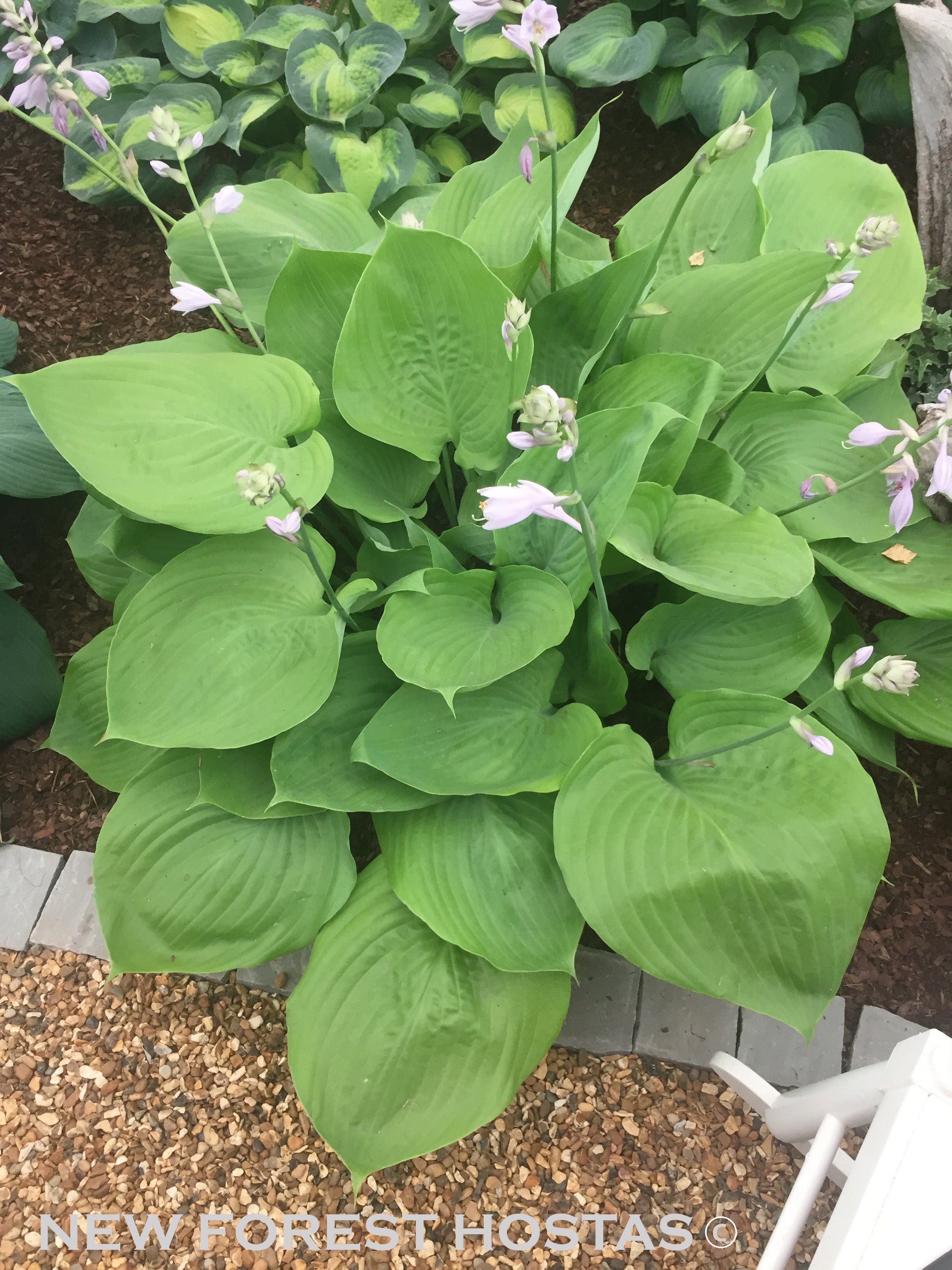 Hosta 'Sum & Substance' - New Forest Hostas & Hemerocallis