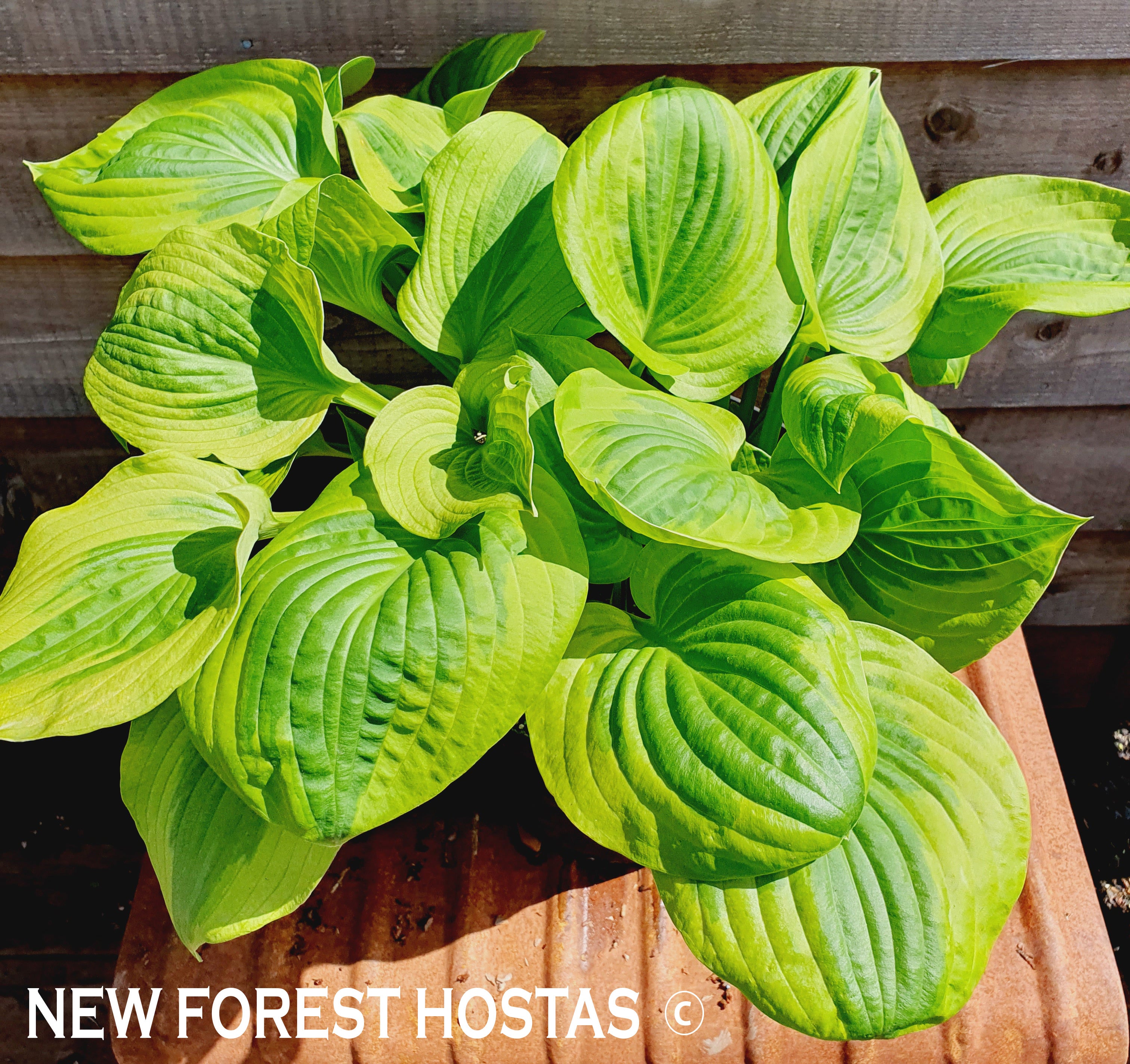 Hosta 'Summer Breeze' - New Forest Hostas & Hemerocallis