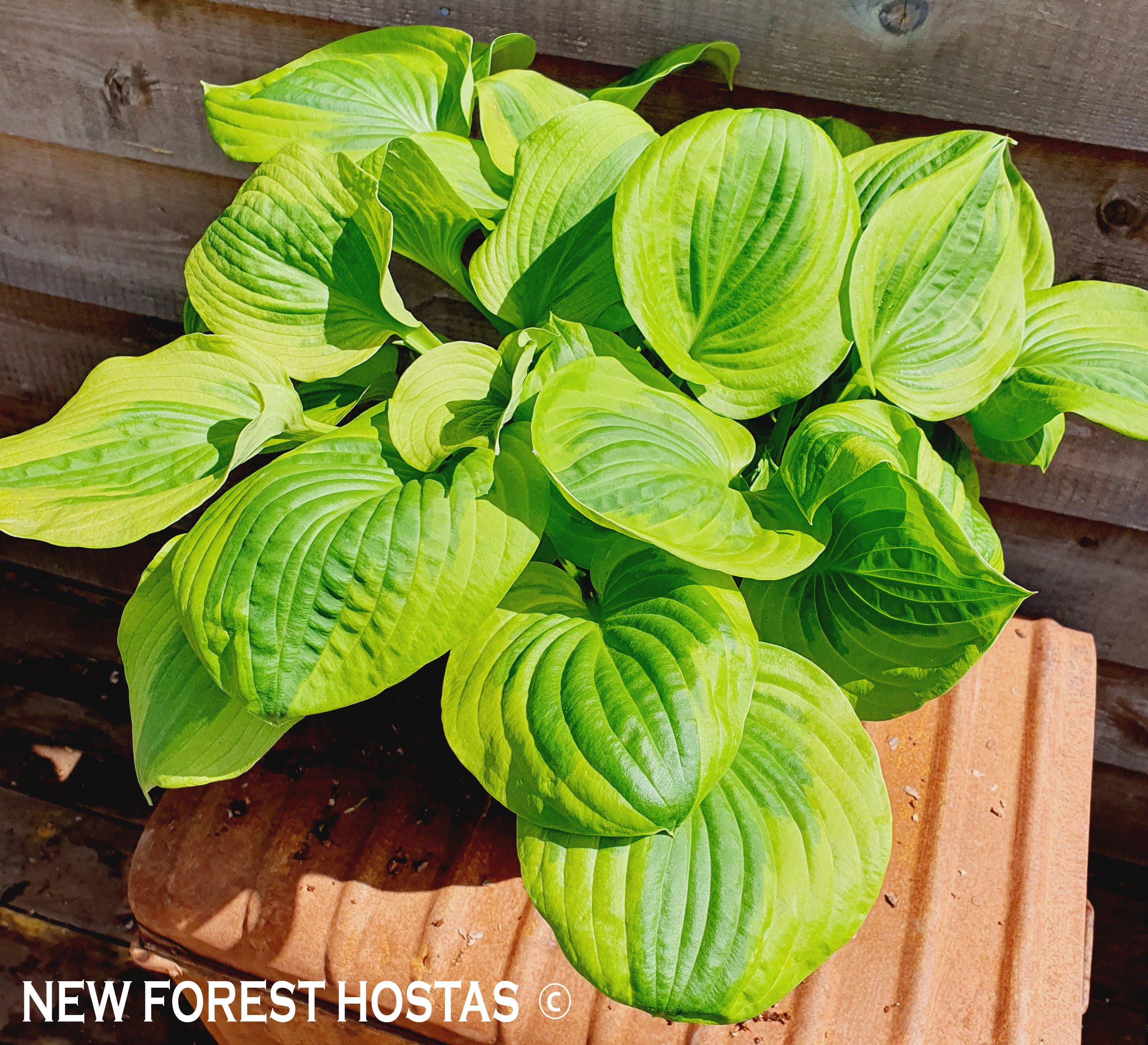 Hosta 'Summer Breeze' - New Forest Hostas & Hemerocallis