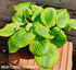 Hosta 'Summer Breeze' - New Forest Hostas & Hemerocallis
