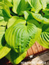 Hosta 'Summer Breeze' - New Forest Hostas & Hemerocallis