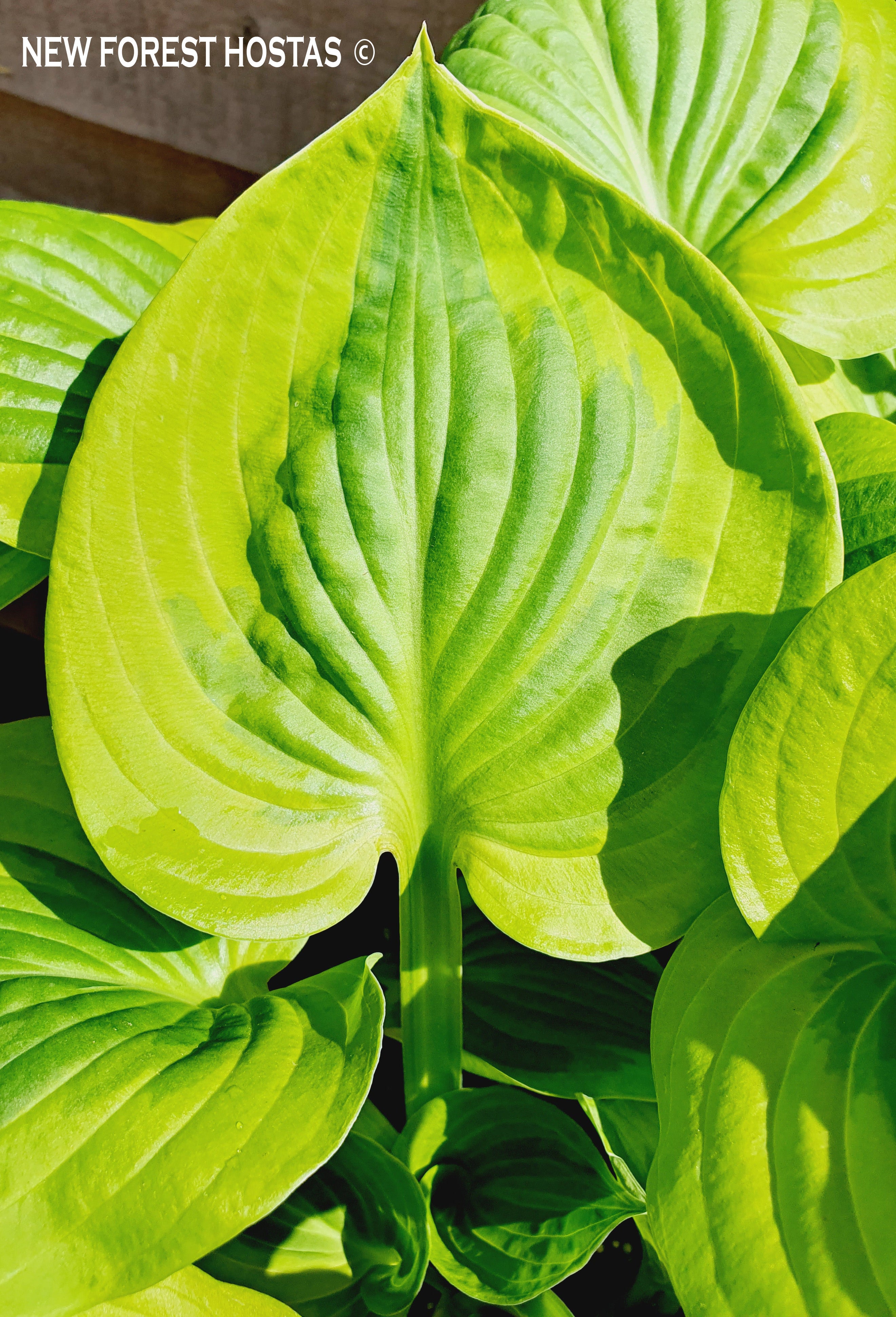 Hosta 'Summer Breeze' - New Forest Hostas & Hemerocallis