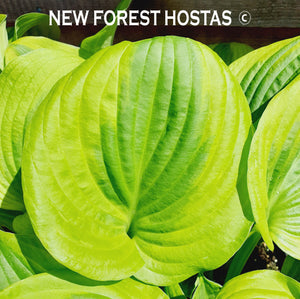 Hosta 'Summer Breeze' - New Forest Hostas & Hemerocallis