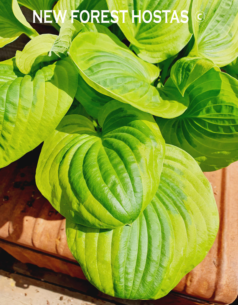 Image of Close-up of Hosta Summer Breeze leaves