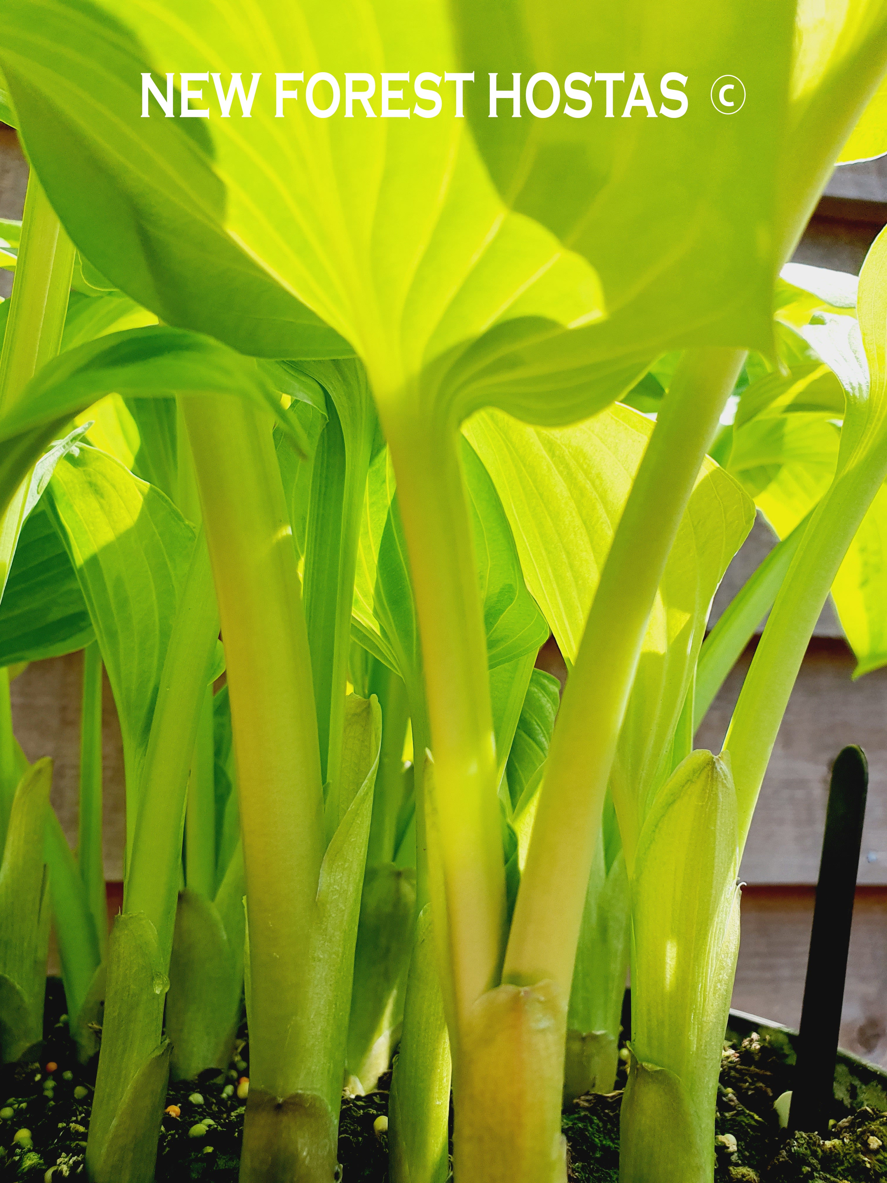Hosta 'Summer Breeze' - New Forest Hostas & Hemerocallis