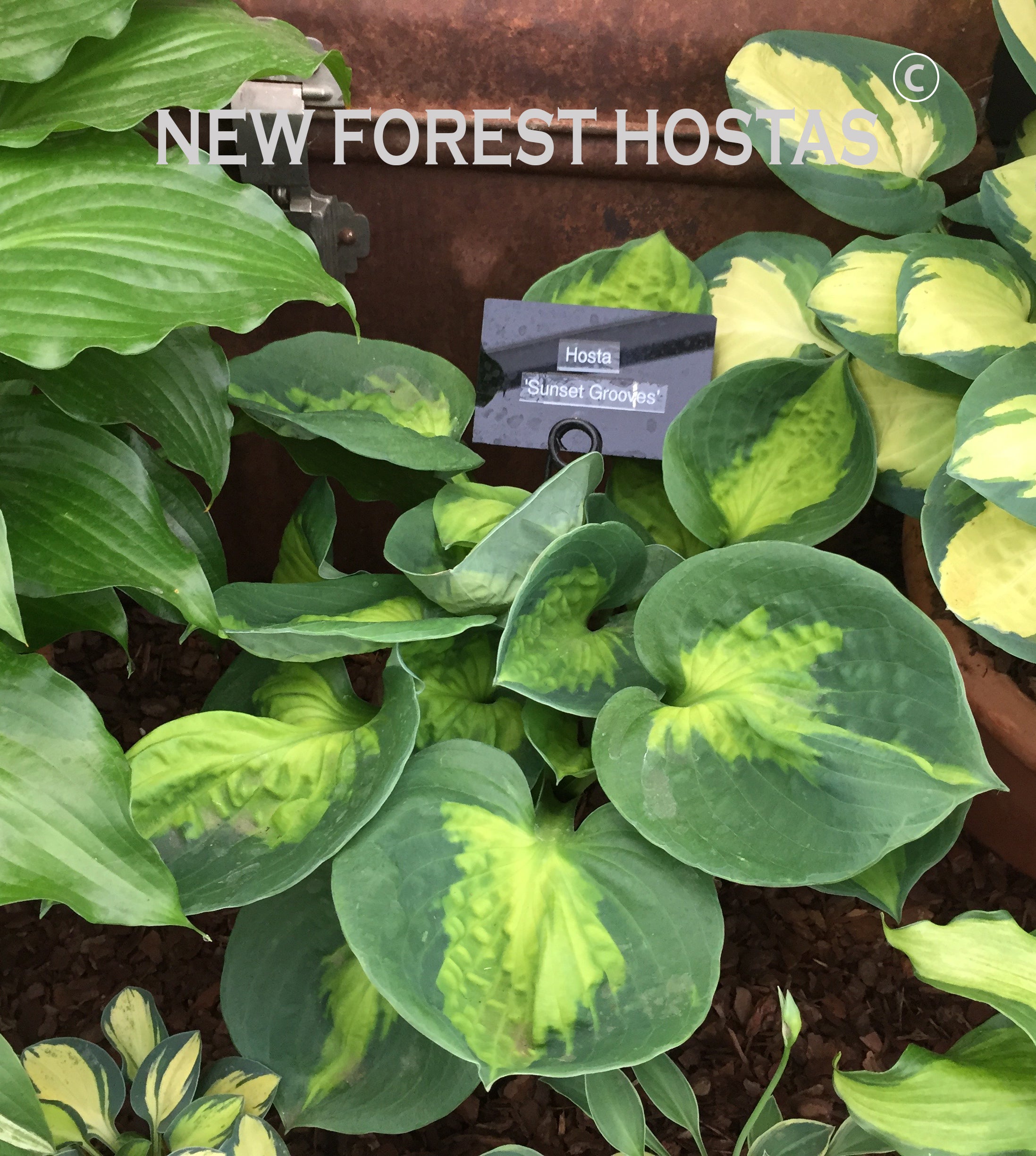 Hosta 'Sunset Grooves' - New Forest Hostas & Hemerocallis