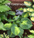 Hosta 'Sunset Grooves' - New Forest Hostas & Hemerocallis