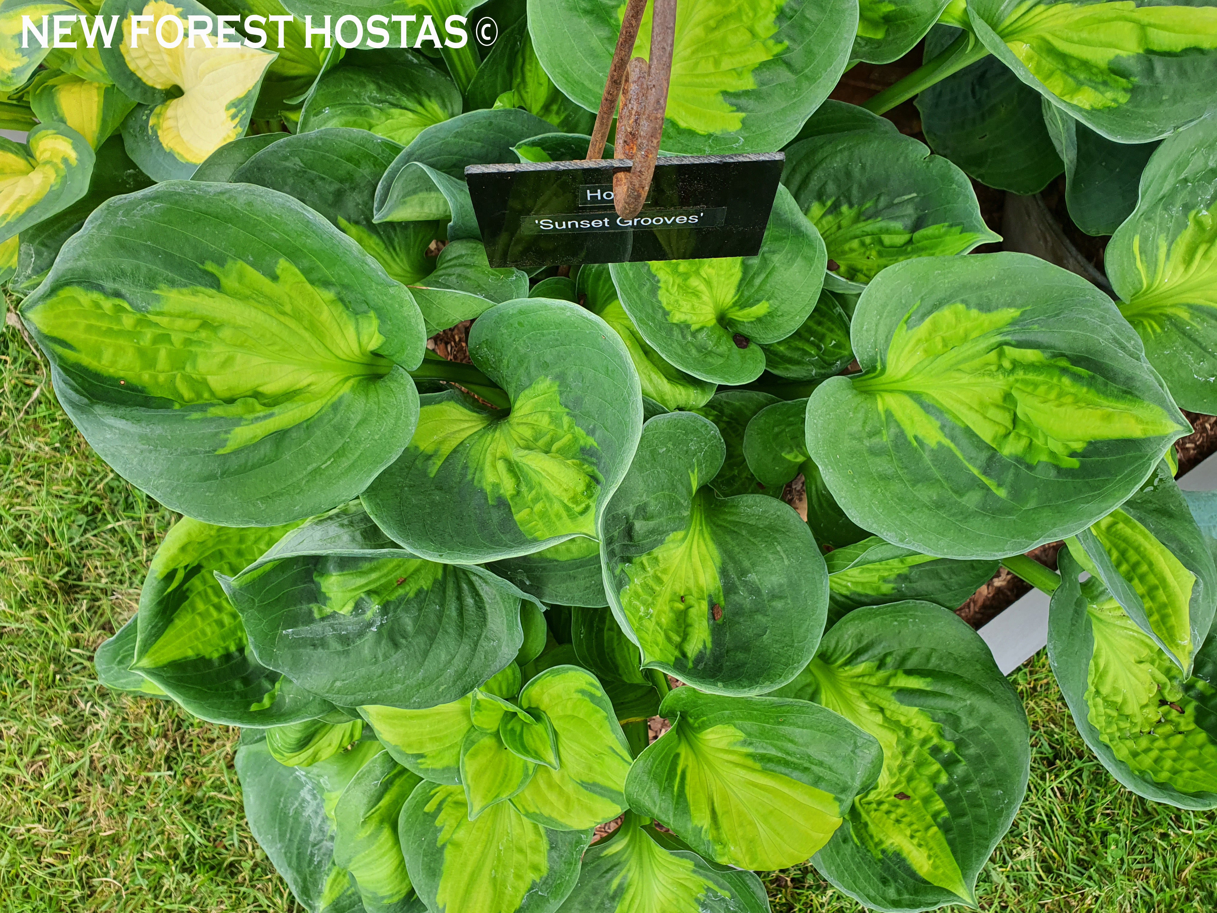 Hosta 'Sunset Grooves' - New Forest Hostas & Hemerocallis