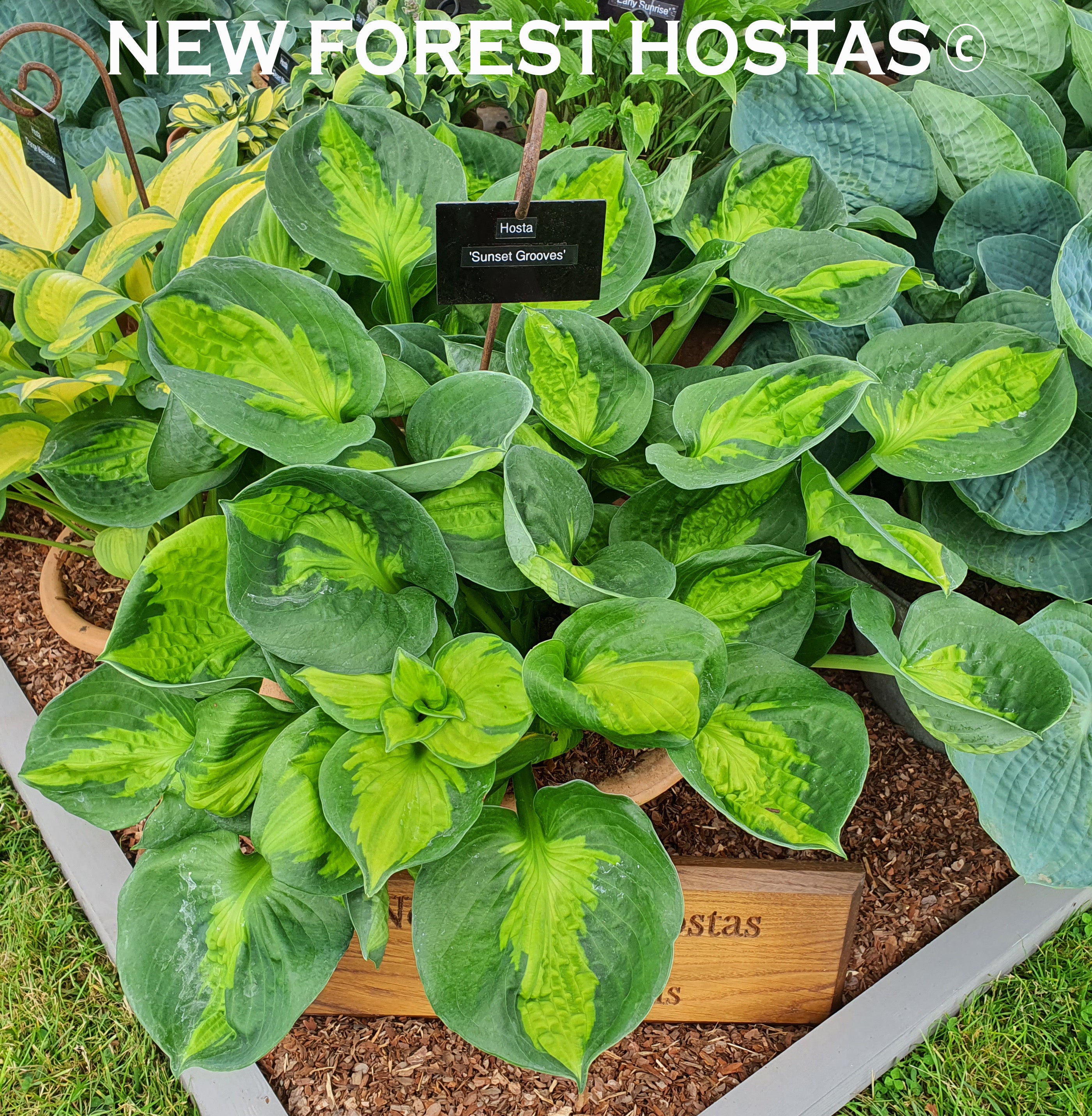 Hosta 'Sunset Grooves' - New Forest Hostas & Hemerocallis