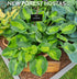 Hosta 'Sunset Grooves' - New Forest Hostas & Hemerocallis