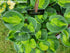 Hosta 'Sunset Grooves' - New Forest Hostas & Hemerocallis
