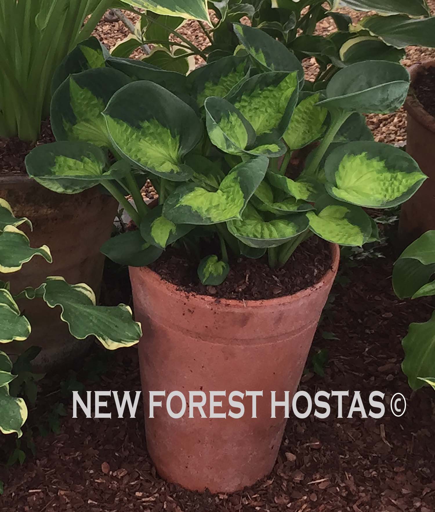 Hosta 'Sunset Grooves' - New Forest Hostas & Hemerocallis