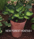 Hosta 'Sunset Grooves' - New Forest Hostas & Hemerocallis