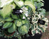 Hosta 'Sunset Grooves' - New Forest Hostas & Hemerocallis