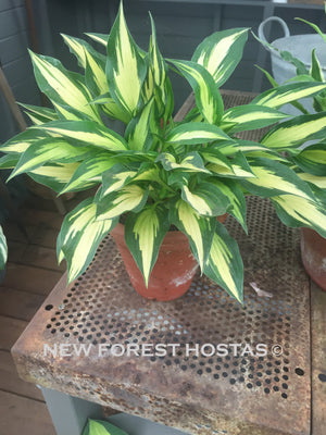 Hosta 'Surprised By Joy' - New Forest Hostas & Hemerocallis