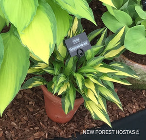 Hosta 'Surprised By Joy' - New Forest Hostas & Hemerocallis