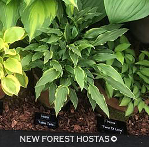 Hosta 'Tattle Tails' - New Forest Hostas & Hemerocallis