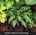 Hosta 'Tattle Tails' - New Forest Hostas & Hemerocallis