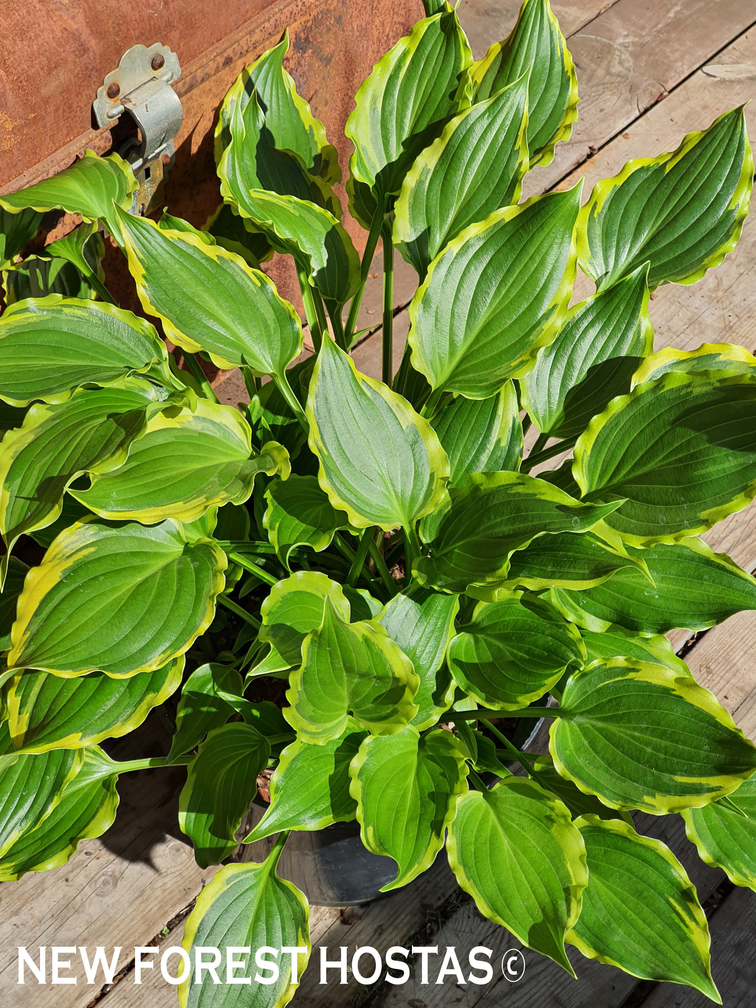Hosta 'Tea at Betty's' - New Forest Hostas & Hemerocallis