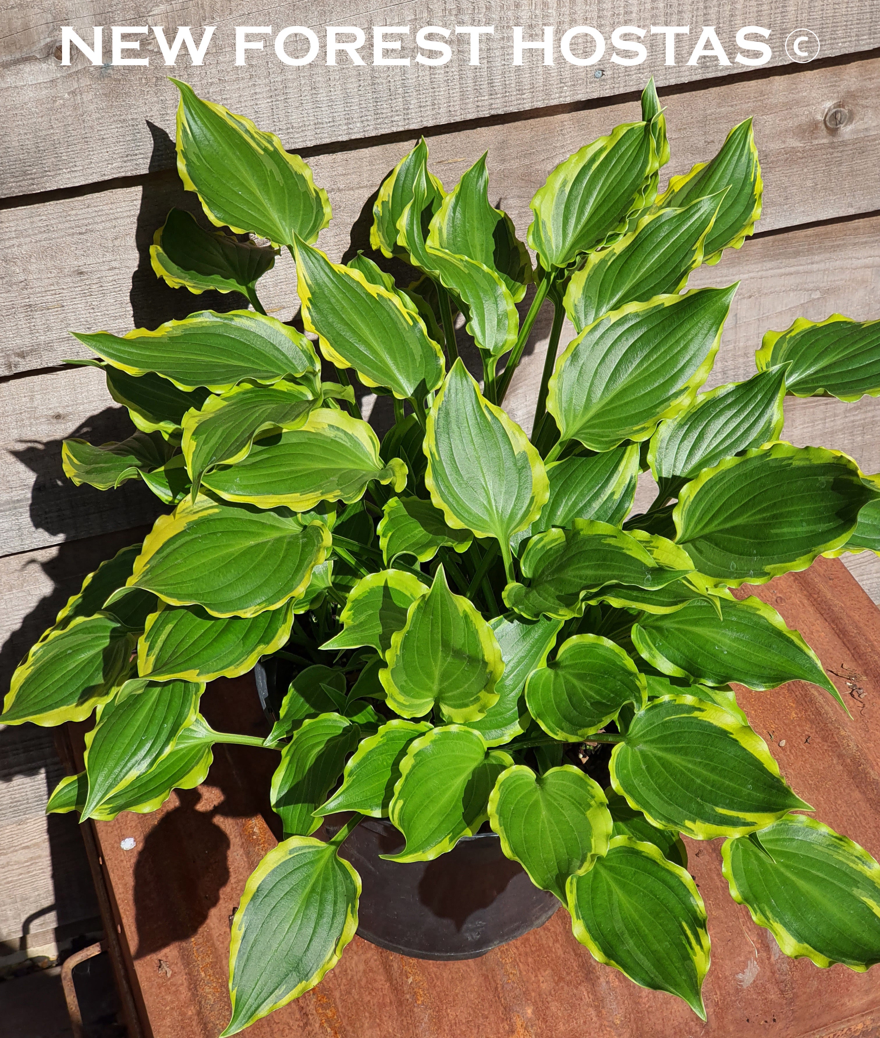 Hosta 'Tea at Betty's' - New Forest Hostas & Hemerocallis