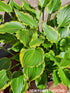 Hosta 'Tea at Betty's' - New Forest Hostas & Hemerocallis