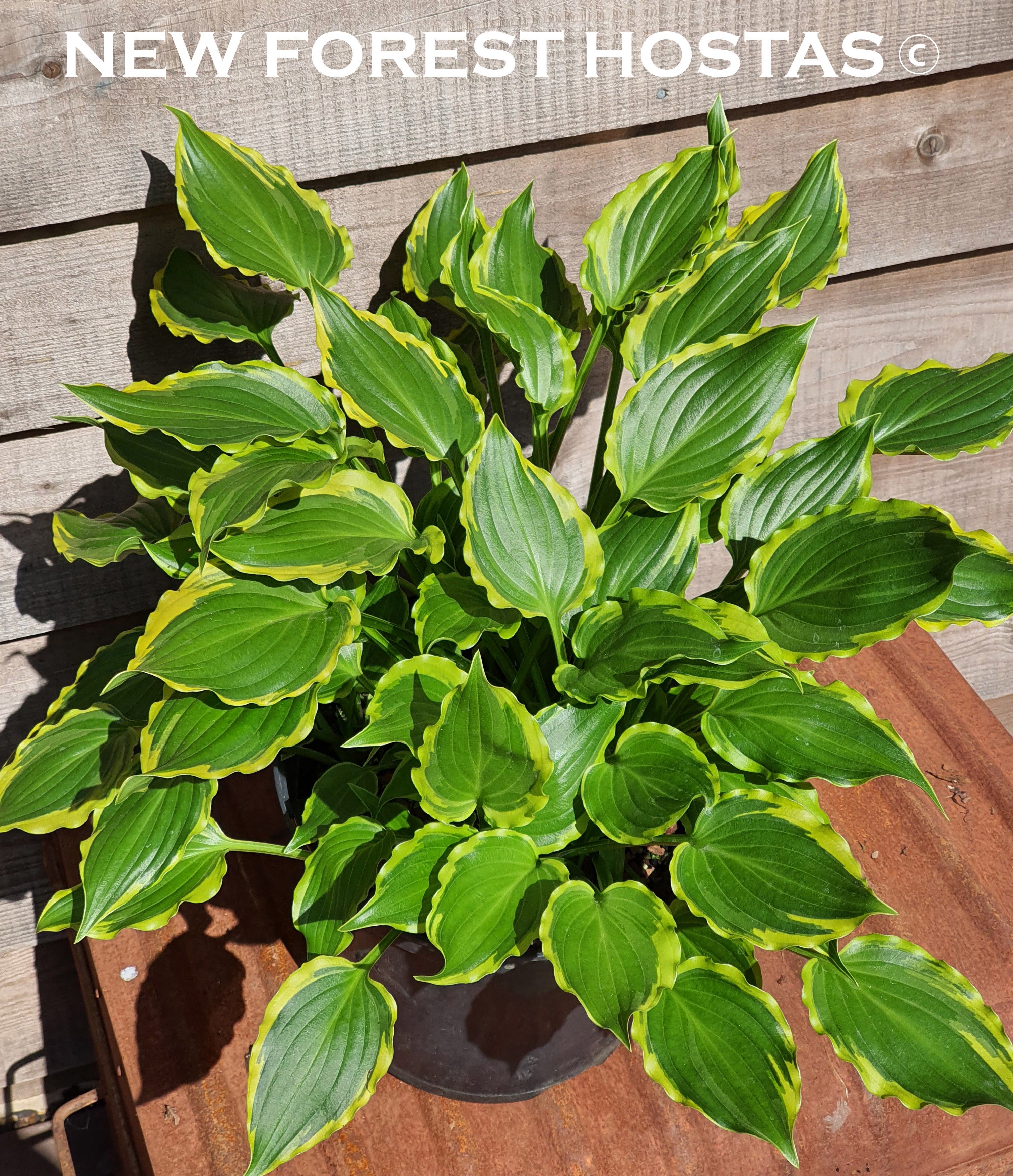 Hosta 'Tea at Betty's' - New Forest Hostas & Hemerocallis