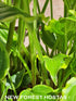 Hosta 'Tea at Betty's' - New Forest Hostas & Hemerocallis
