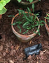Hosta 'Tears Of Joy' - New Forest Hostas & Hemerocallis