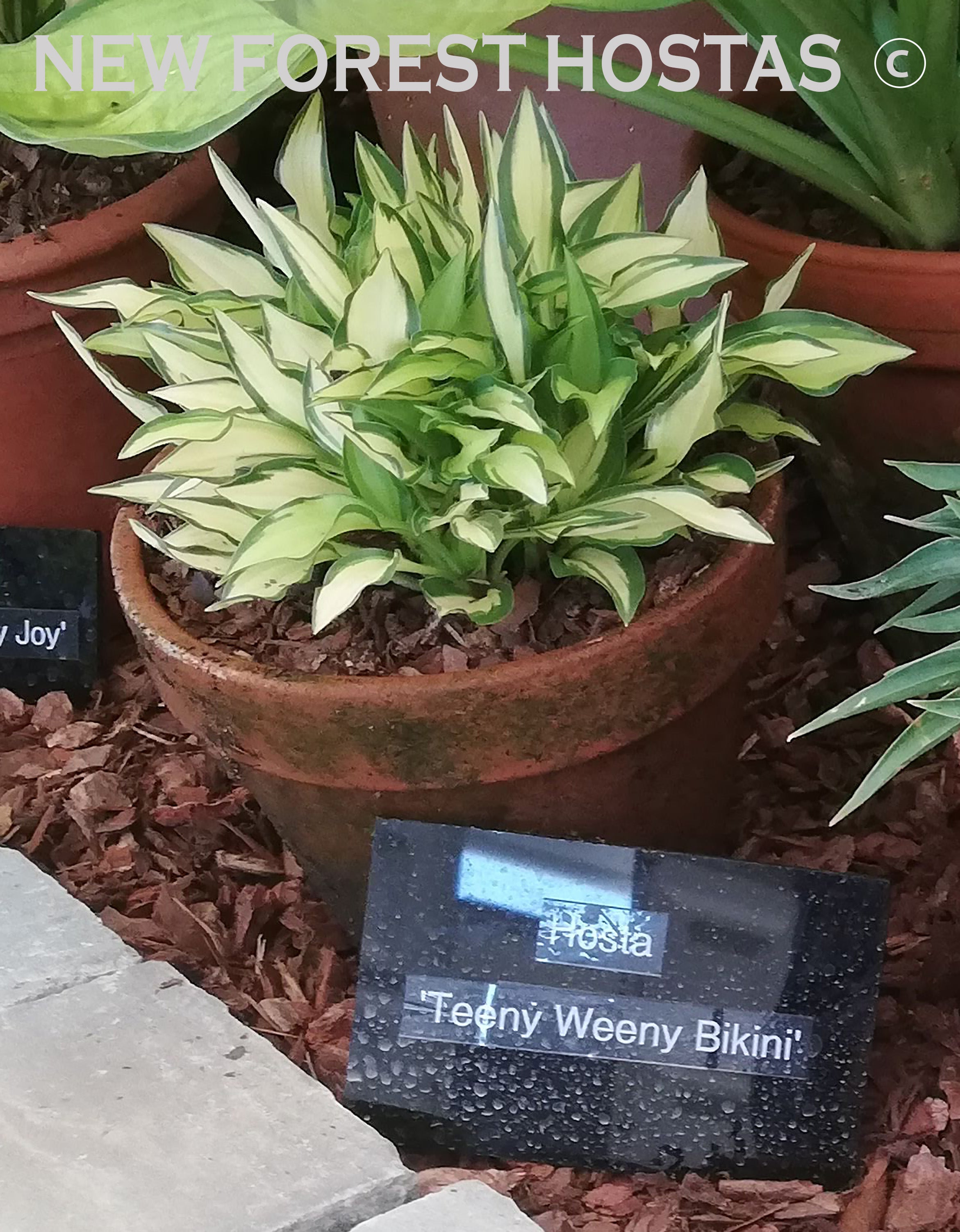 Hosta 'Teeny-Weeny Bikini' - New Forest Hostas & Hemerocallis