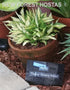 Hosta 'Teeny-Weeny Bikini' - New Forest Hostas & Hemerocallis