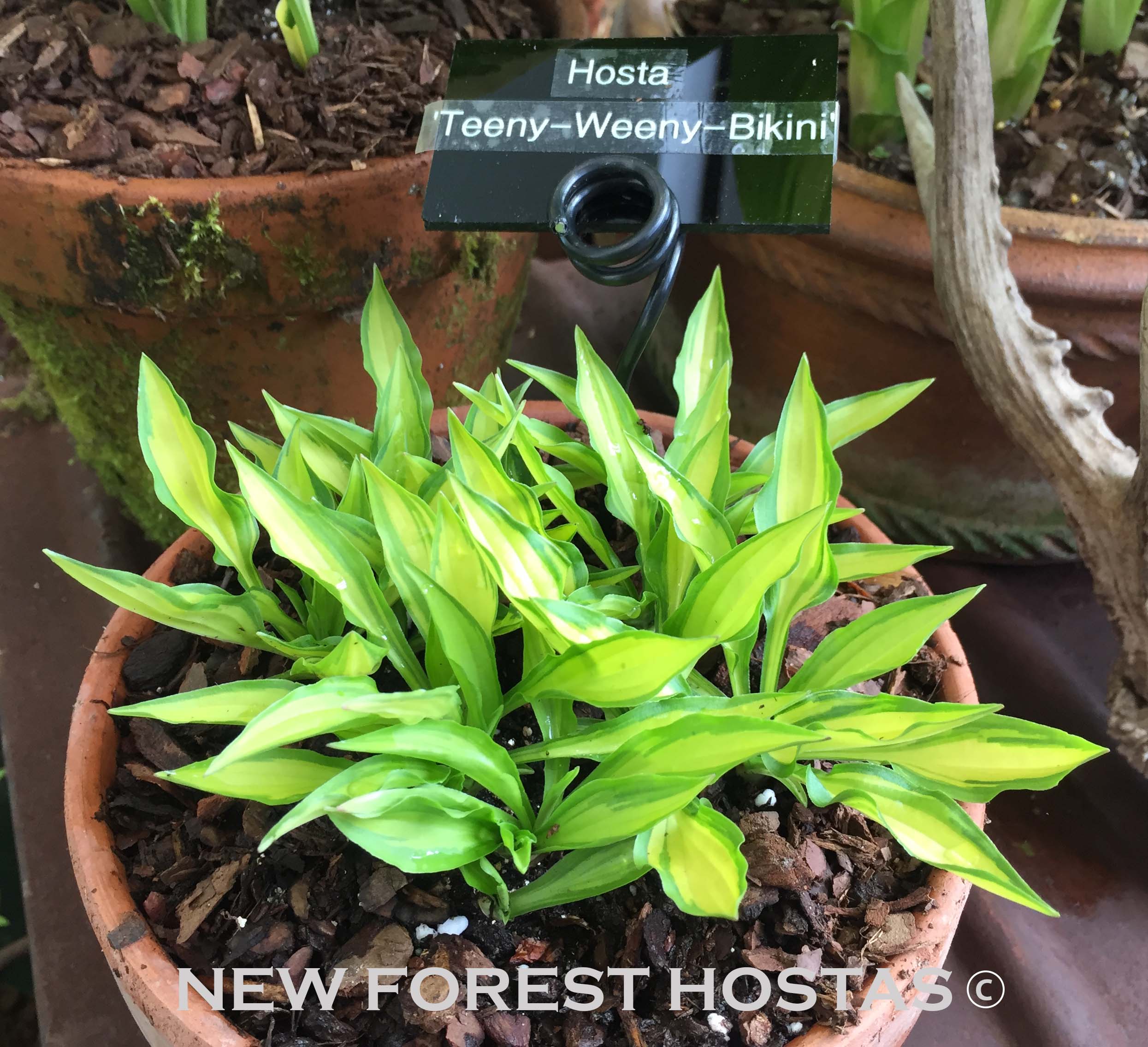 Hosta 'Teeny-Weeny Bikini' - New Forest Hostas & Hemerocallis